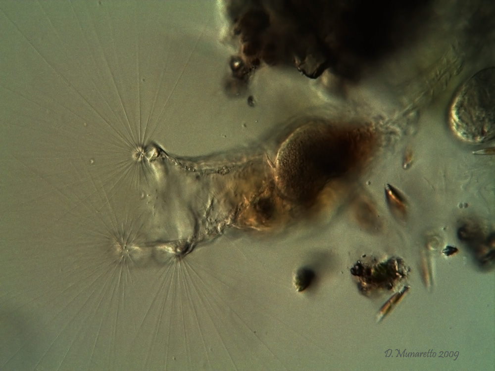 Collotheca
